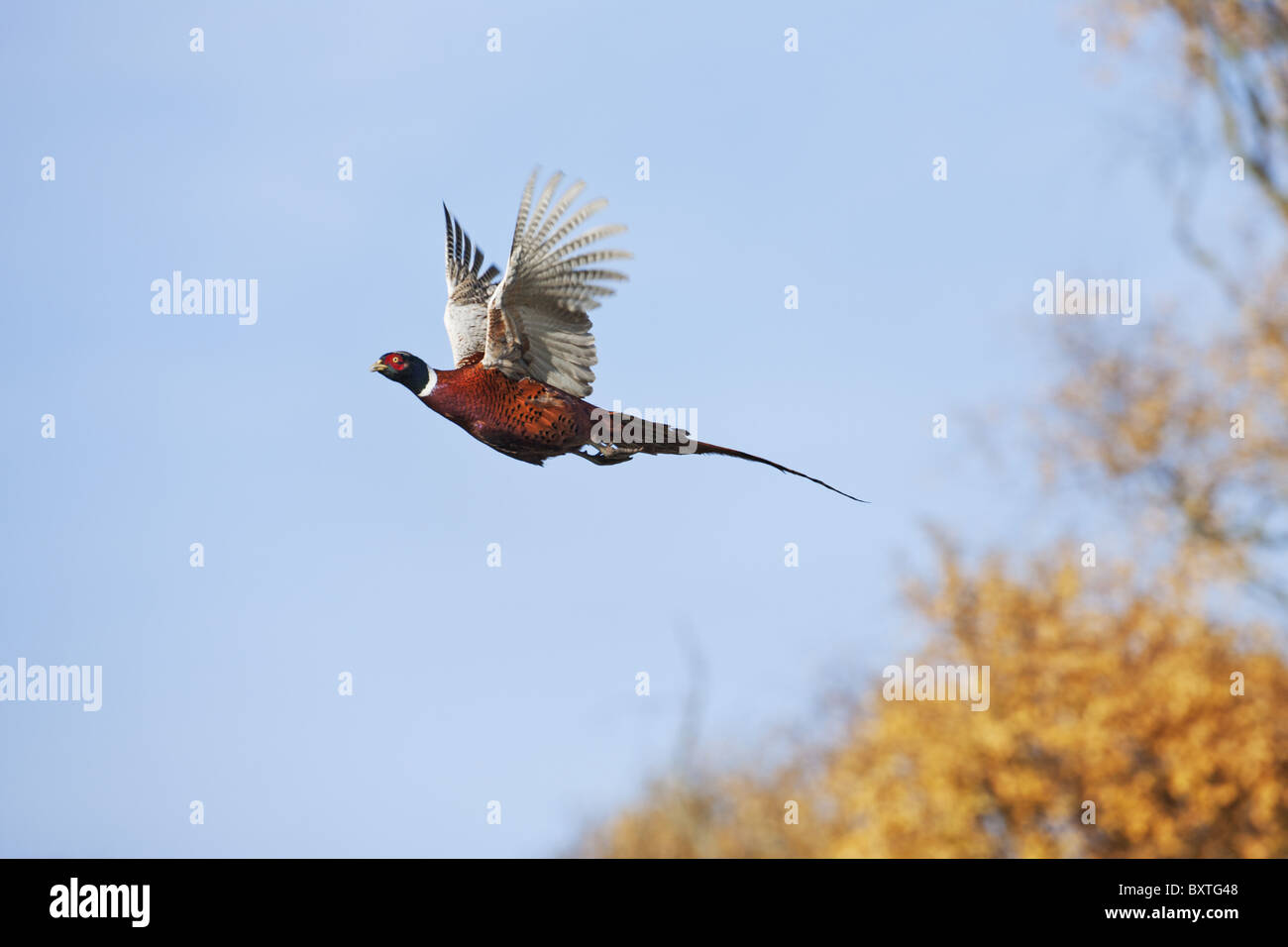 Ring-Necked Pheasant in flight against blue sky. Stock Photo