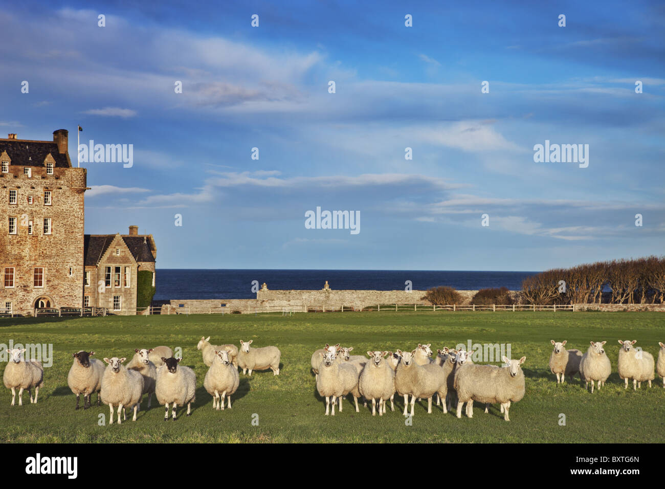 Flock of sheep dotting landscape in front of Scottish Castle. Stock Photo