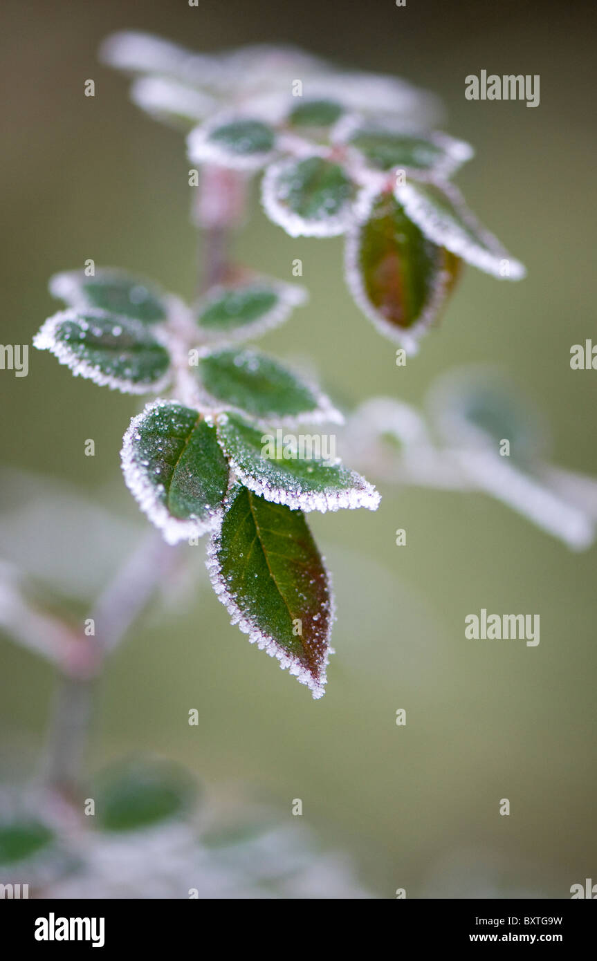 Frosted Leaves Stock Photo