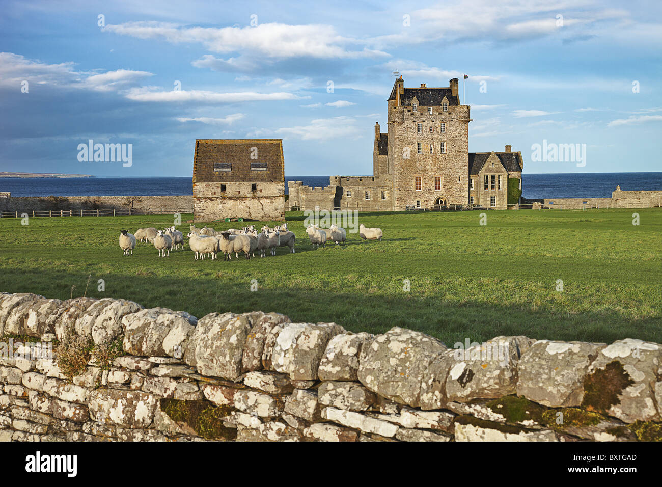 Stone wall and flock of sheep dotting landscape in front of Scottish Castle. Stock Photo