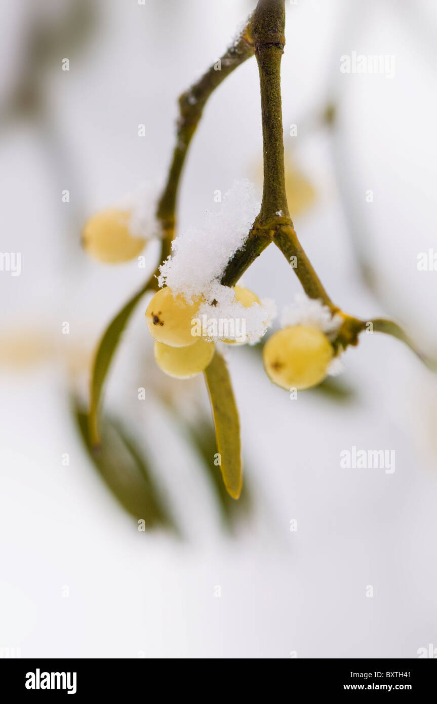 A sprig of European Mistletoe with white berries - Viscum album Stock Photo