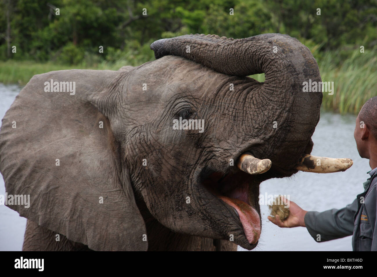Young elephant being given a snack at Inkwenkwezi Reserve, East London, South Africa Stock Photo