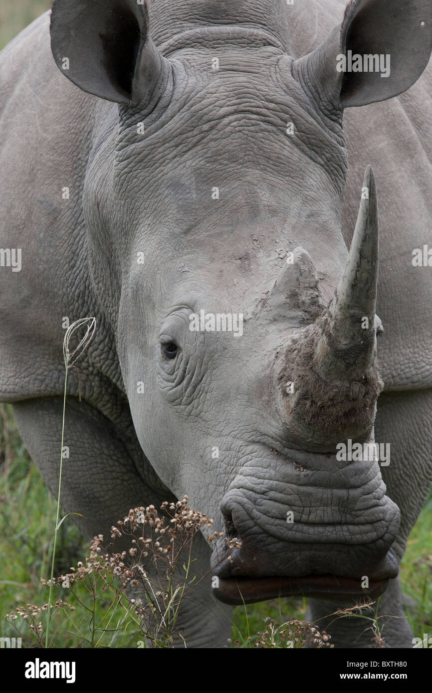 White Rhino close up, a little too close for comfort actually. Stock Photo