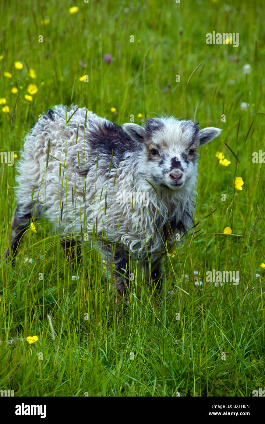 Rare Breed Lamb North Ronaldsay Stock Photo