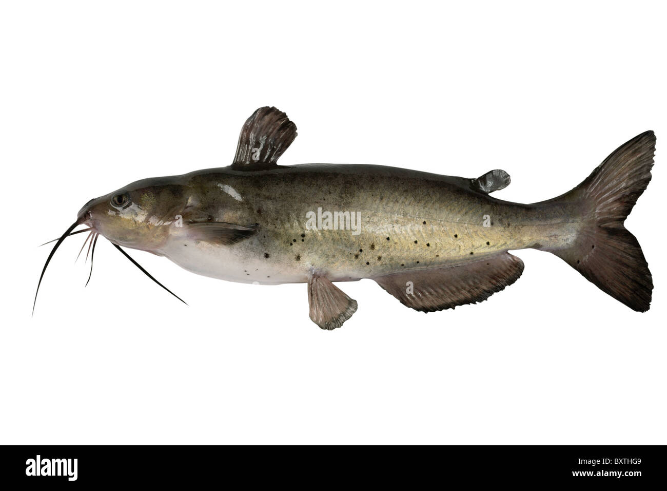 Channel catfish isolated on a white background. Traditionally American kind of a fish. Stock Photo