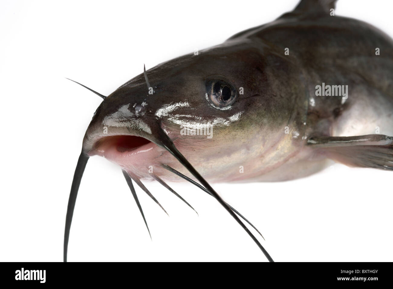 Channel catfish isolated on a white background. Traditionally American kind of a fish. Stock Photo
