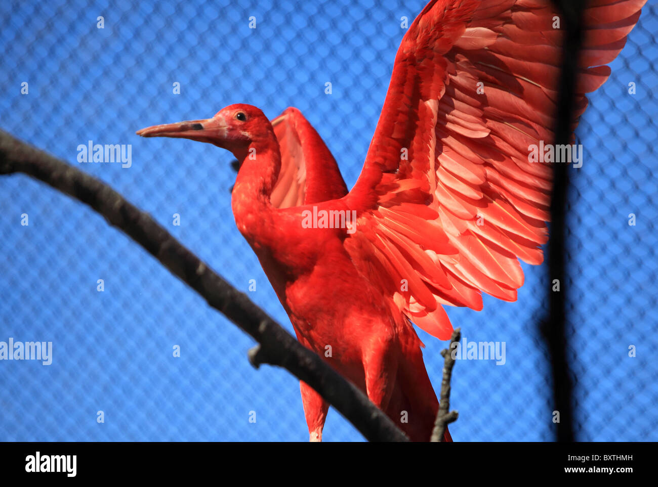 London Zoo, Scarlet/red Ibis Stock Photo