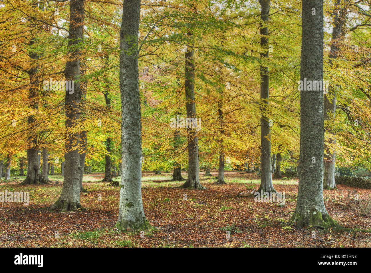 Scenic view of an autumn colored forest Scotland. Stock Photo