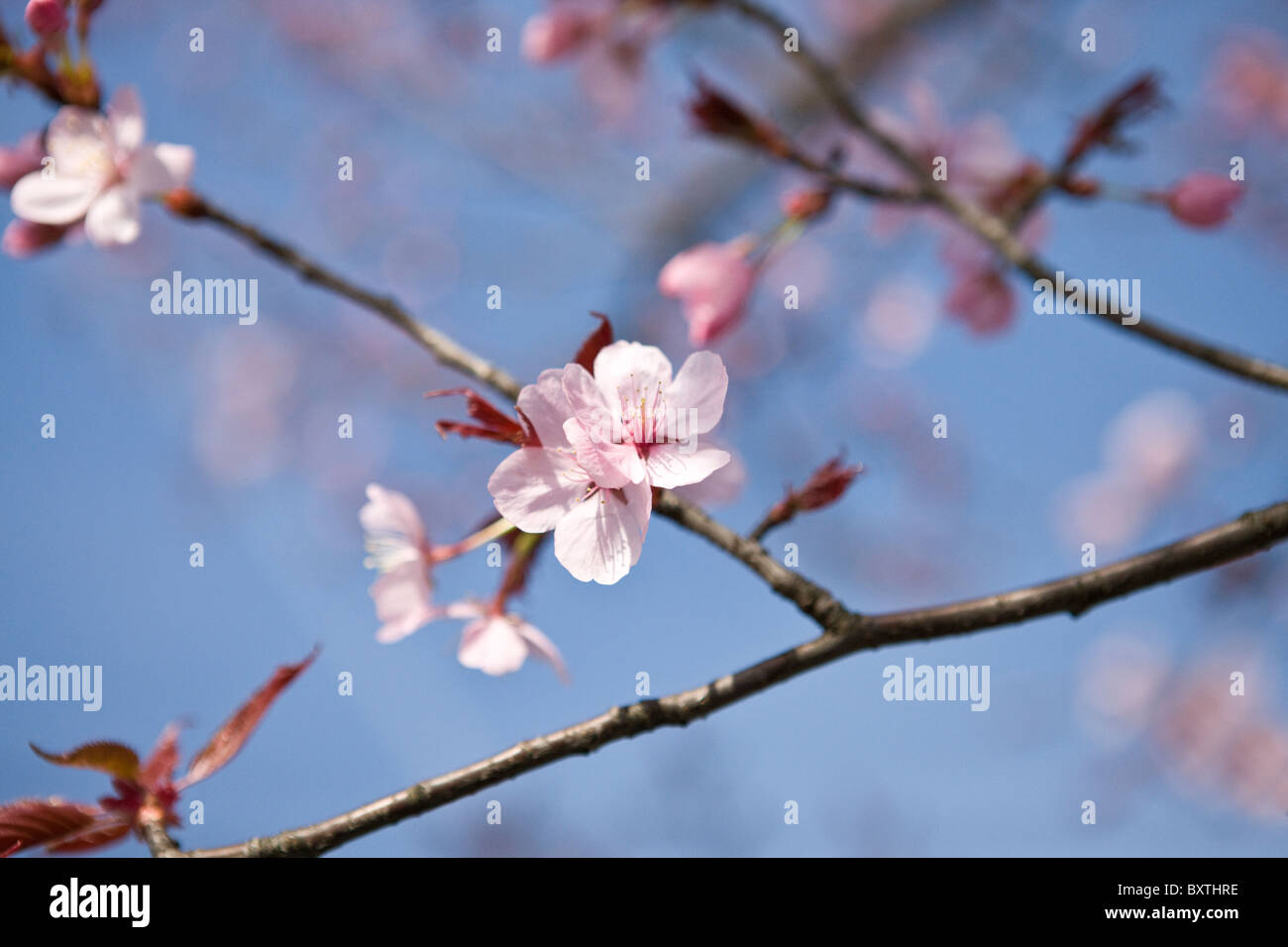 Pink cherry blossom against blue sky Stock Photo - Alamy