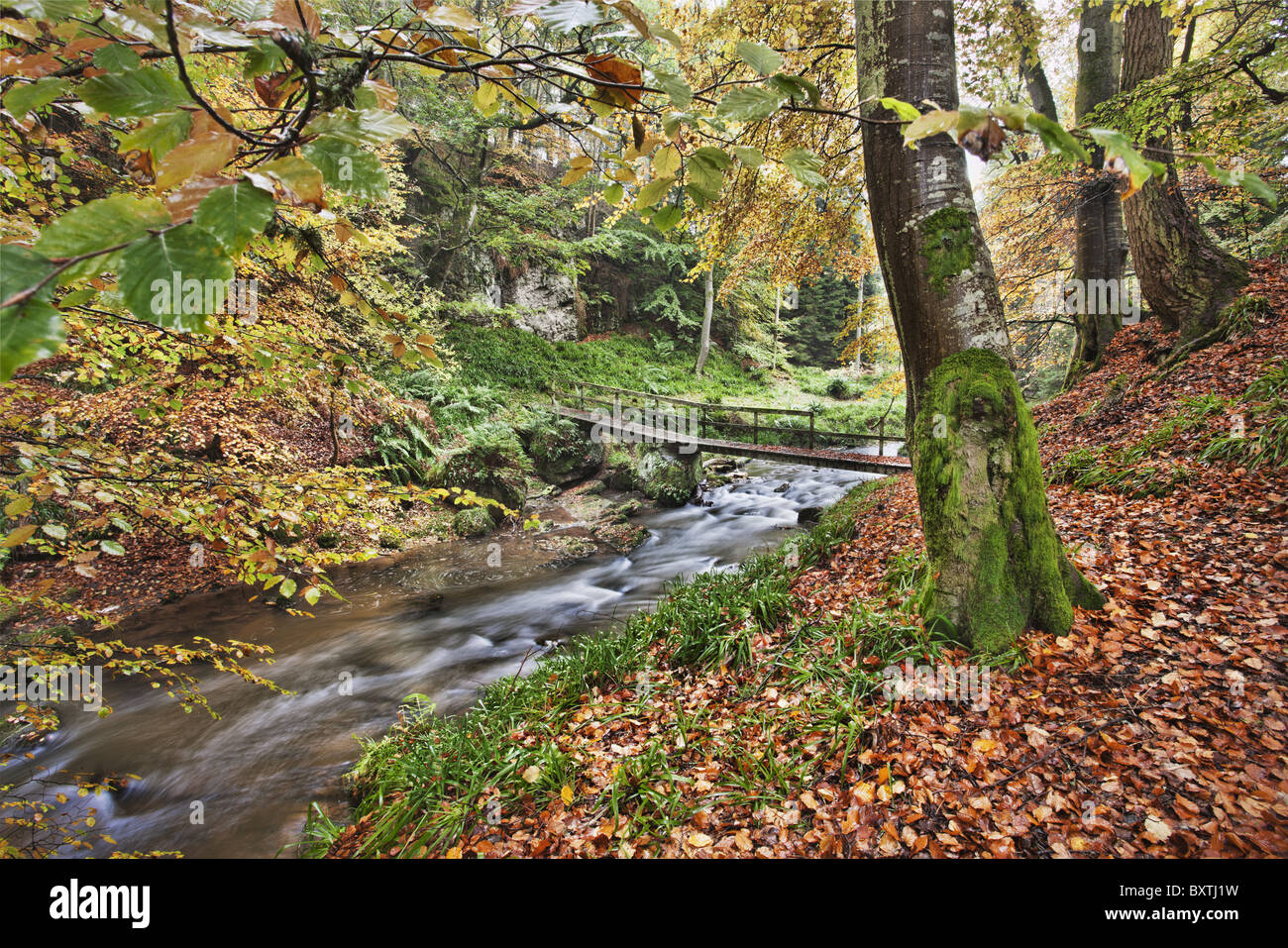 Bridge over stream with trees covered in autumn colours.Scotland Stock Photo