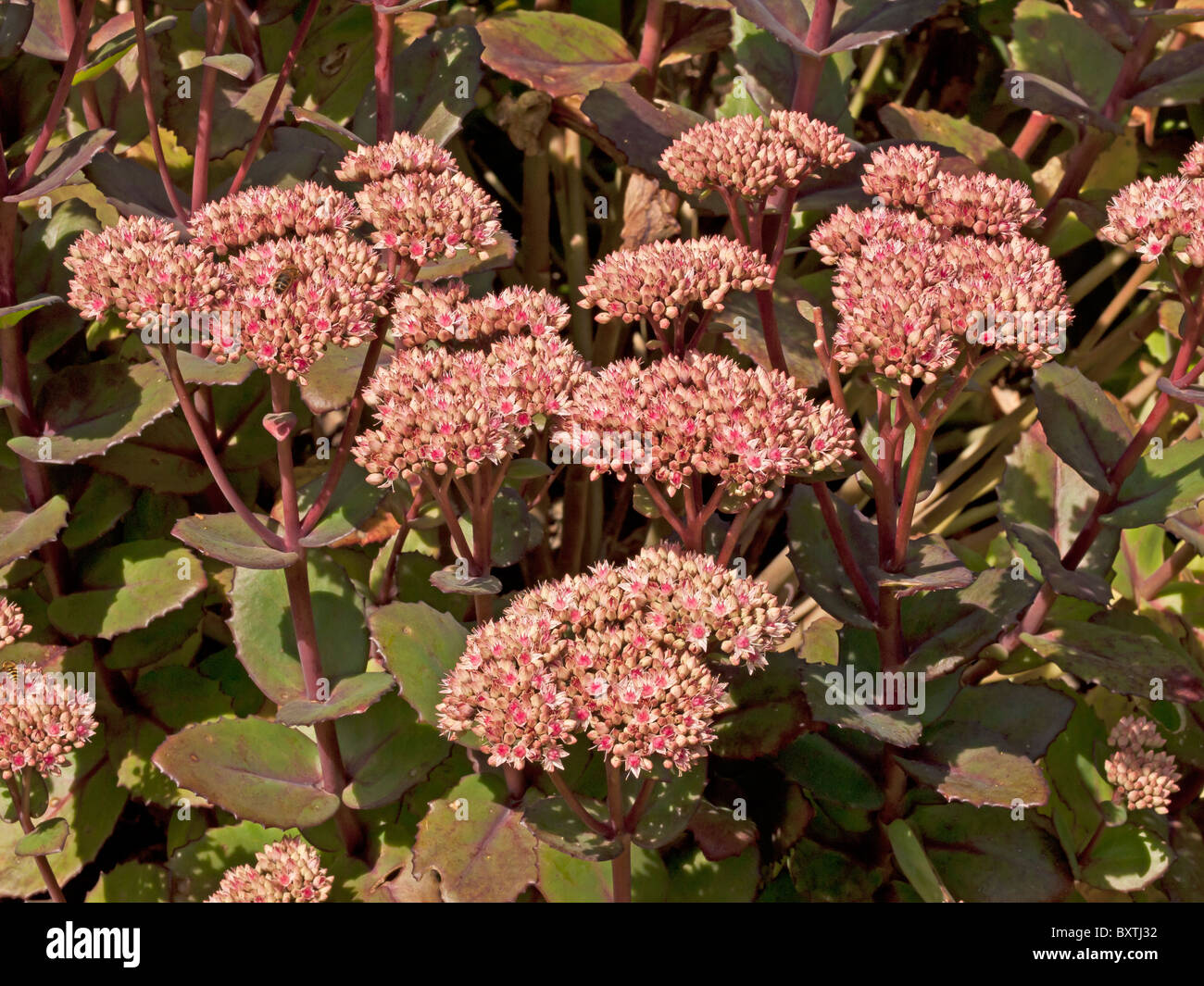 Sedum telephium 'Matrona', Crassulaceae flowers Stock Photo