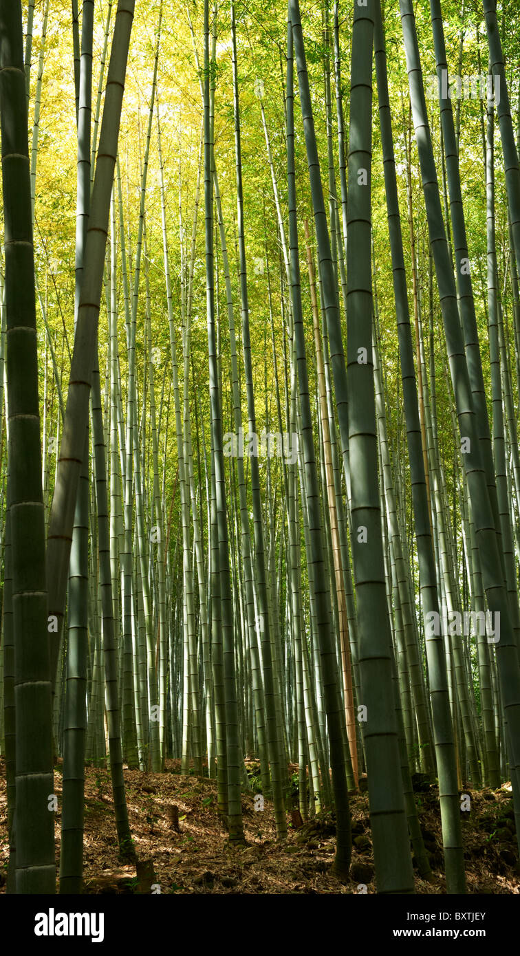 Bamboo Forest, Arashiyama, Kyoto, Japan, Asia Stock Photo Alamy