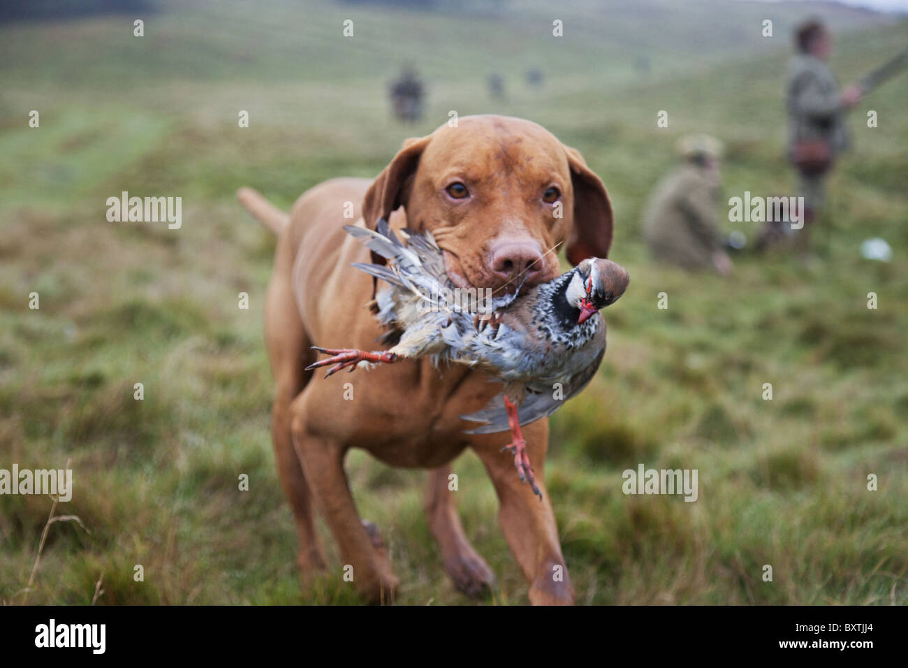 Well trained Vizsla Pointer with partridge that has been shot during a hunt. Stock Photo