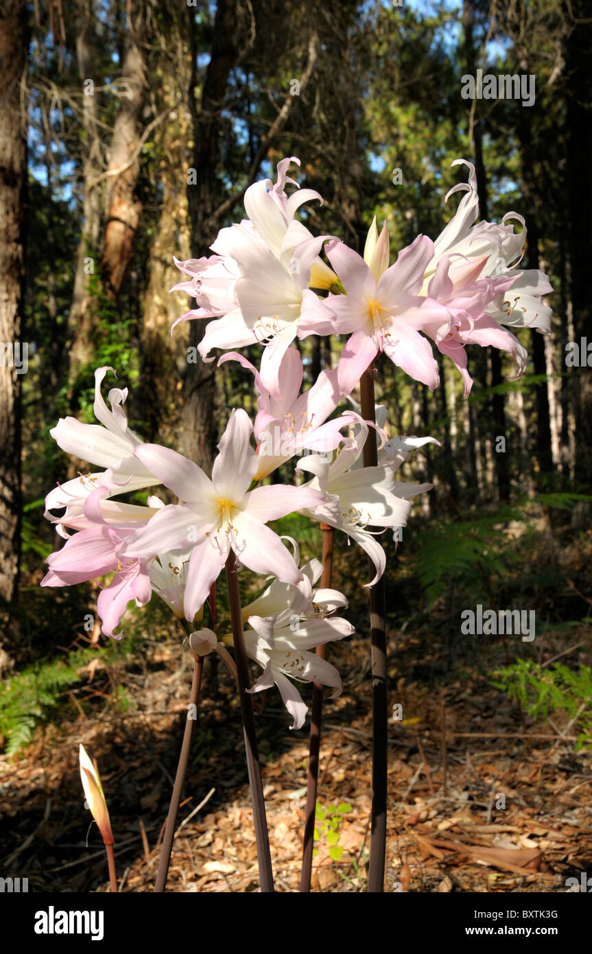 Lilies In Wa Australia Stock Photo