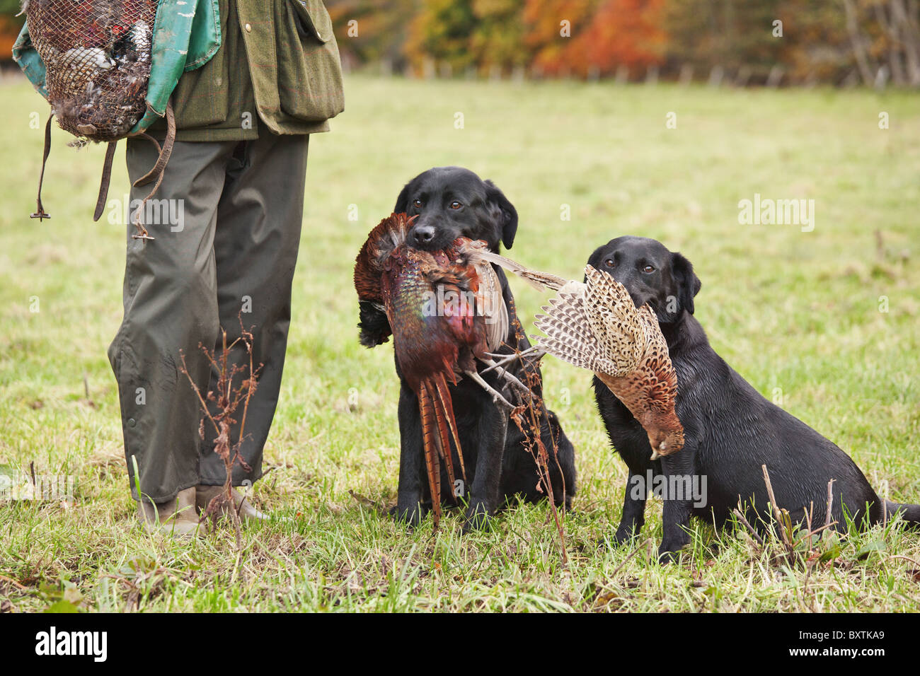 Game keeper with his 2 retriever hunting dogs in Scotland Stock Photo