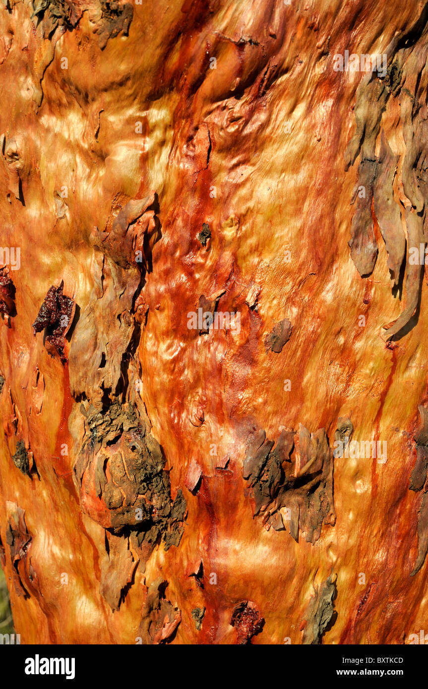 Gum Tree Bark Near Nungarin Wa Australia Stock Photo
