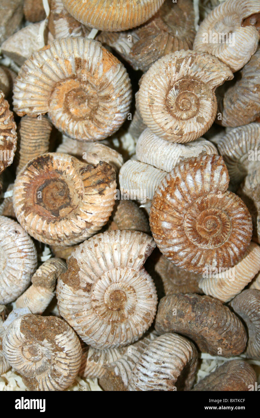 Group Of Ammonites From The UK Stock Photo