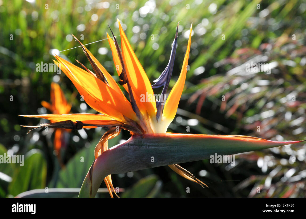 Bird Of Paradise Flower In Perth Wa Australia Stock Photo