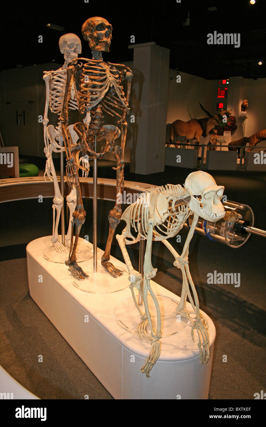 Museum Display Showing Skeleton Of Chimpanzee, Neanderthal Man, And Modern Human Behind Stock Photo