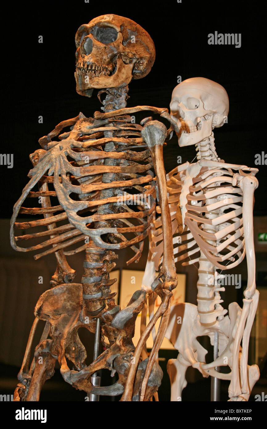 Model Skeletons Showing Neanderthal Man And A Modern Human Behind Stock Photo