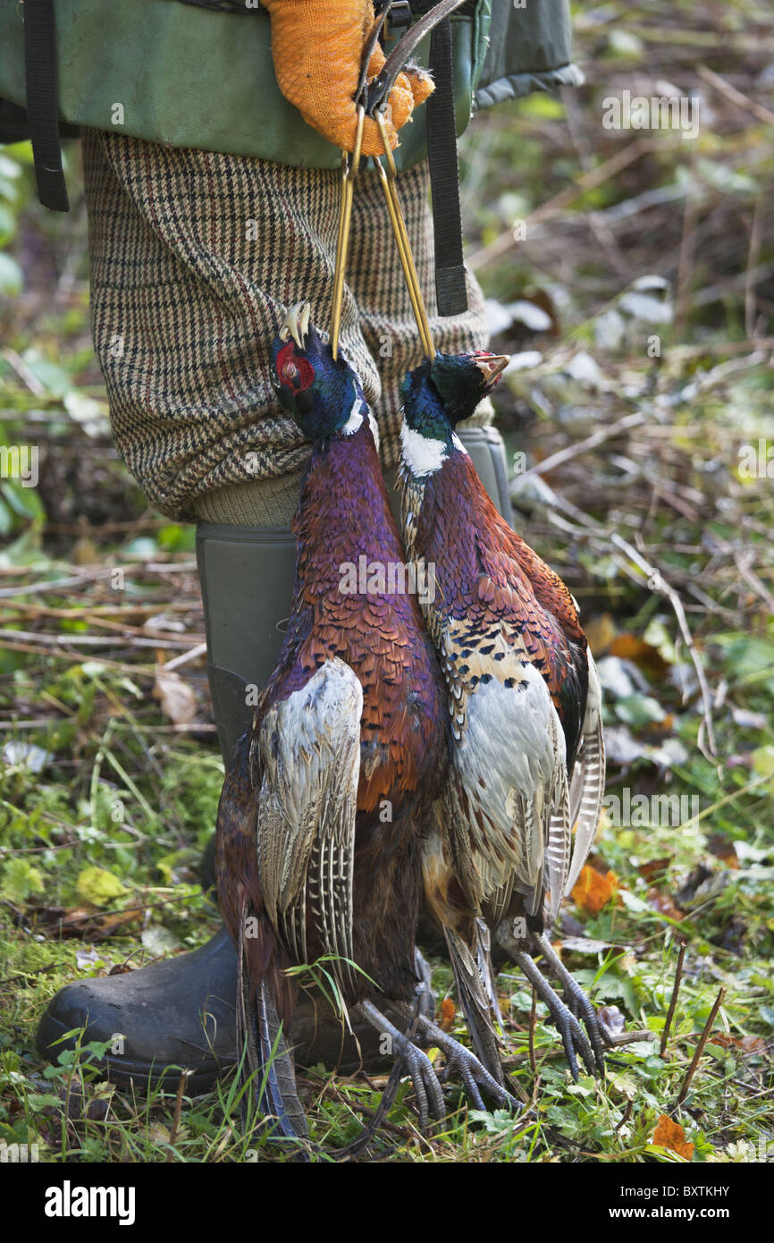 A well dressed Game Keeper holds two Ring-necked pheasants. Stock Photo