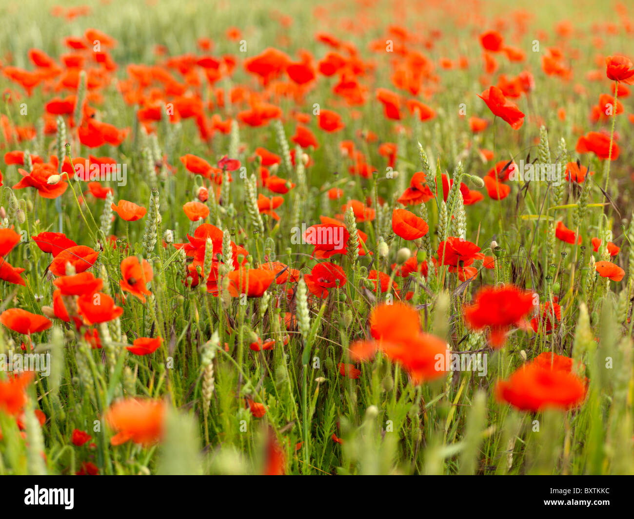 Field Of Poppies Stock Photo Alamy