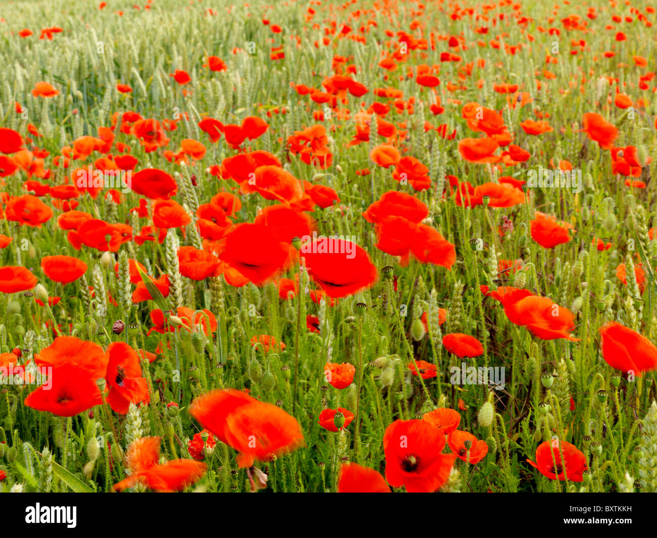 Field Of Poppies Stock Photo Alamy