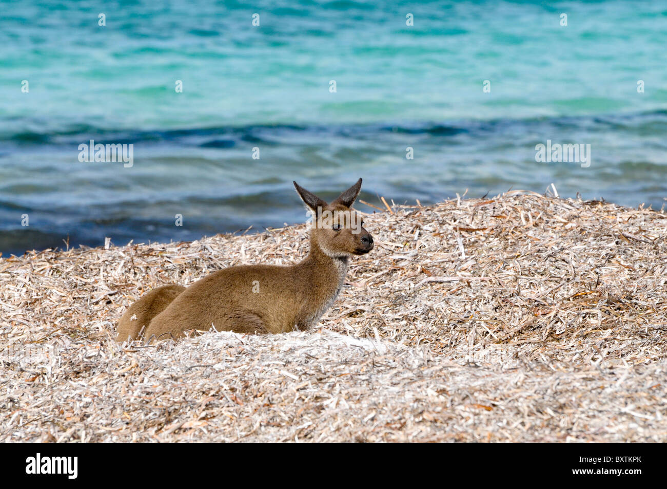 Kangaroo On The Beach At Lucky Bay In Cape Le Grand National Park At Esperance Wa Australia Stock Photo