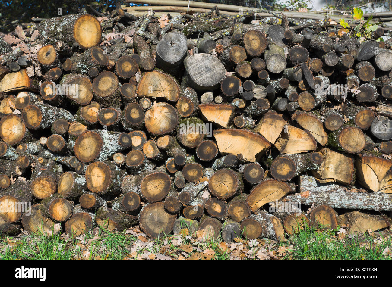 Stack of fire wood ready for winter Stock Photo