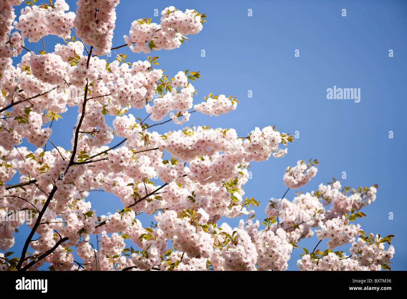 Branches of pink cherry blossom against blue sky Stock Photo - Alamy