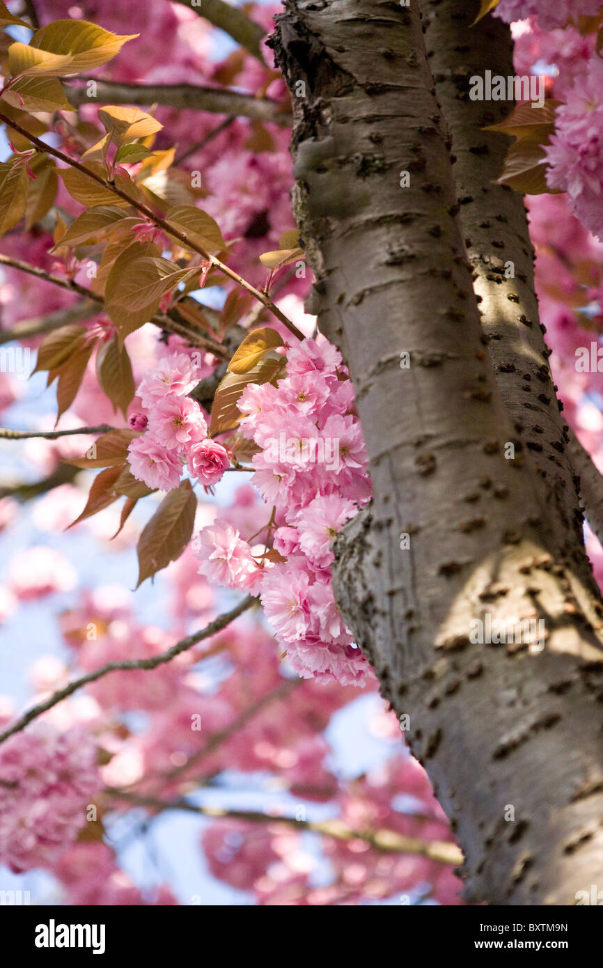 A pink cherry tree in blossom Stock Photo - Alamy