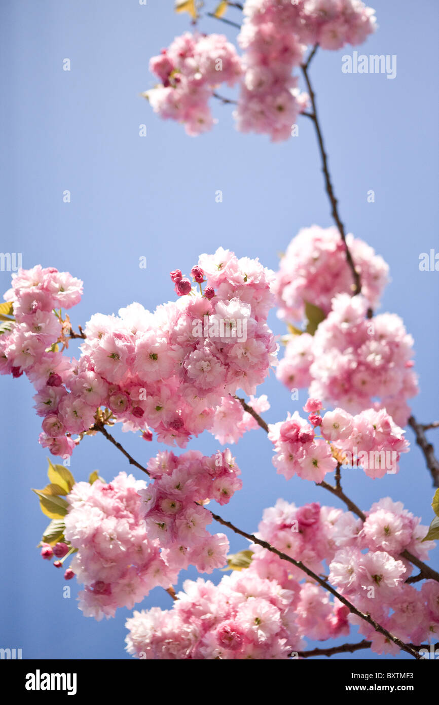 Pink cherry blossom against blue sky Stock Photo