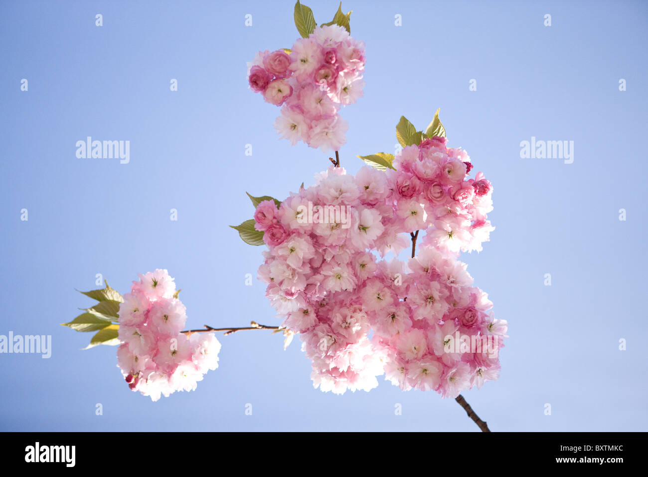 Pink cherry blossom against blue sky Stock Photo - Alamy