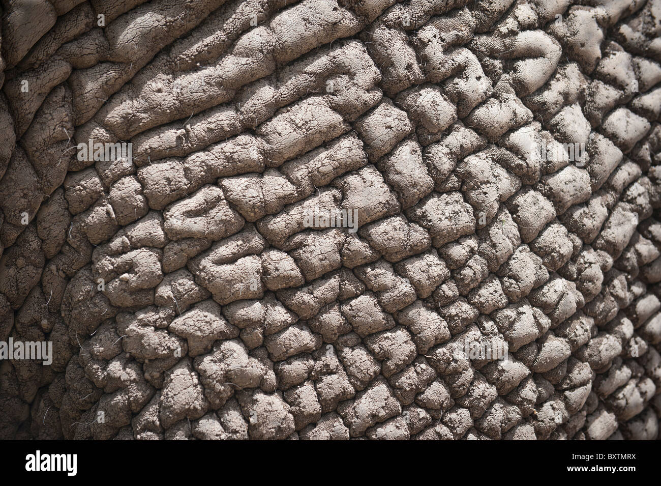 Closeup of an Elephants Rough and Thick Mud Encrusted Skin near Knysna, South Africa Stock