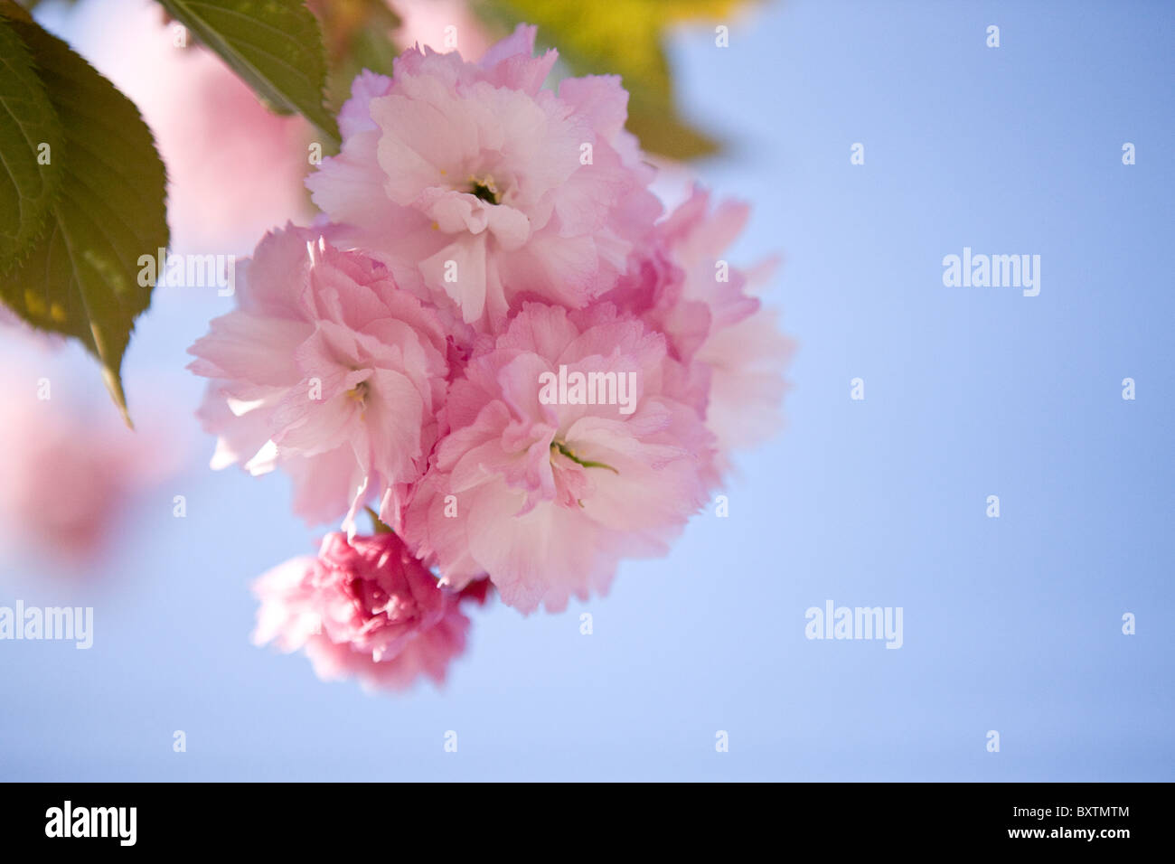 Pink cherry blossom against blue sky Stock Photo - Alamy