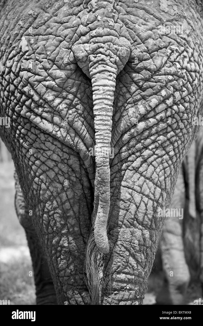 Black & White Image of an African Elephants Bottom near Knysna, South