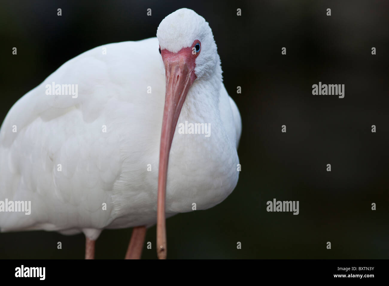 White Ibis ( Eudocimus albus) in Everglades National Park in Florida Stock Photo