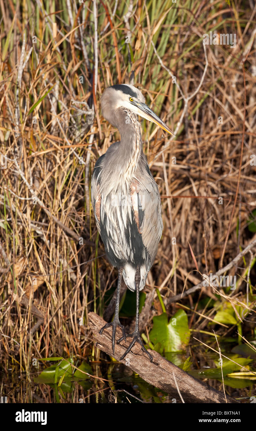 Great Blue Heron (ardea Herodias) in Everglades National Park in Florida Stock Photo