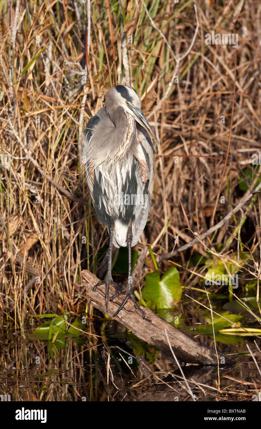 Great Blue Heron (ardea Herodias) in Everglades National Park in Florida Stock Photo