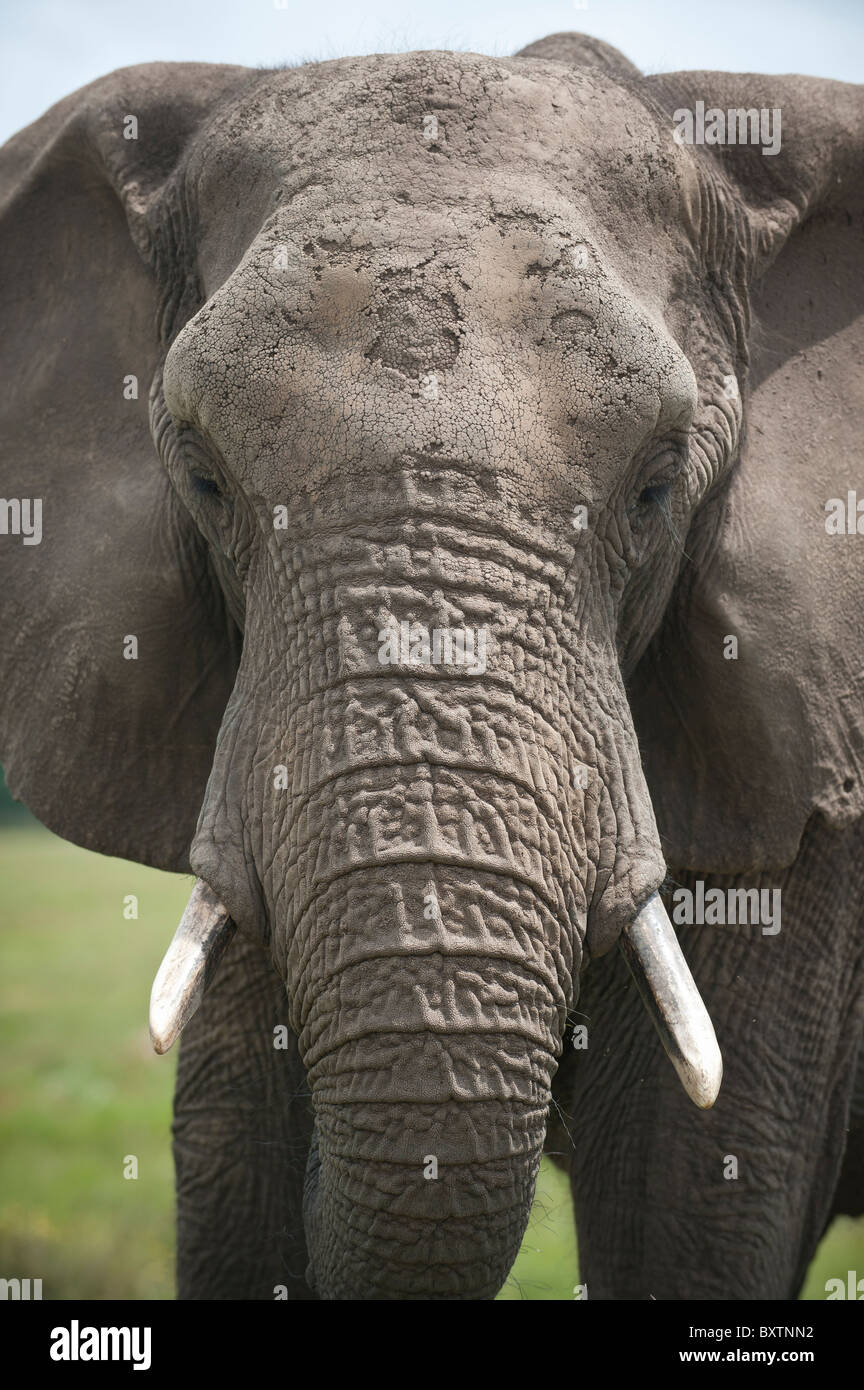 Large Adult Male African Elephant in Captivity on a Conservation Reserve near Knysna, South