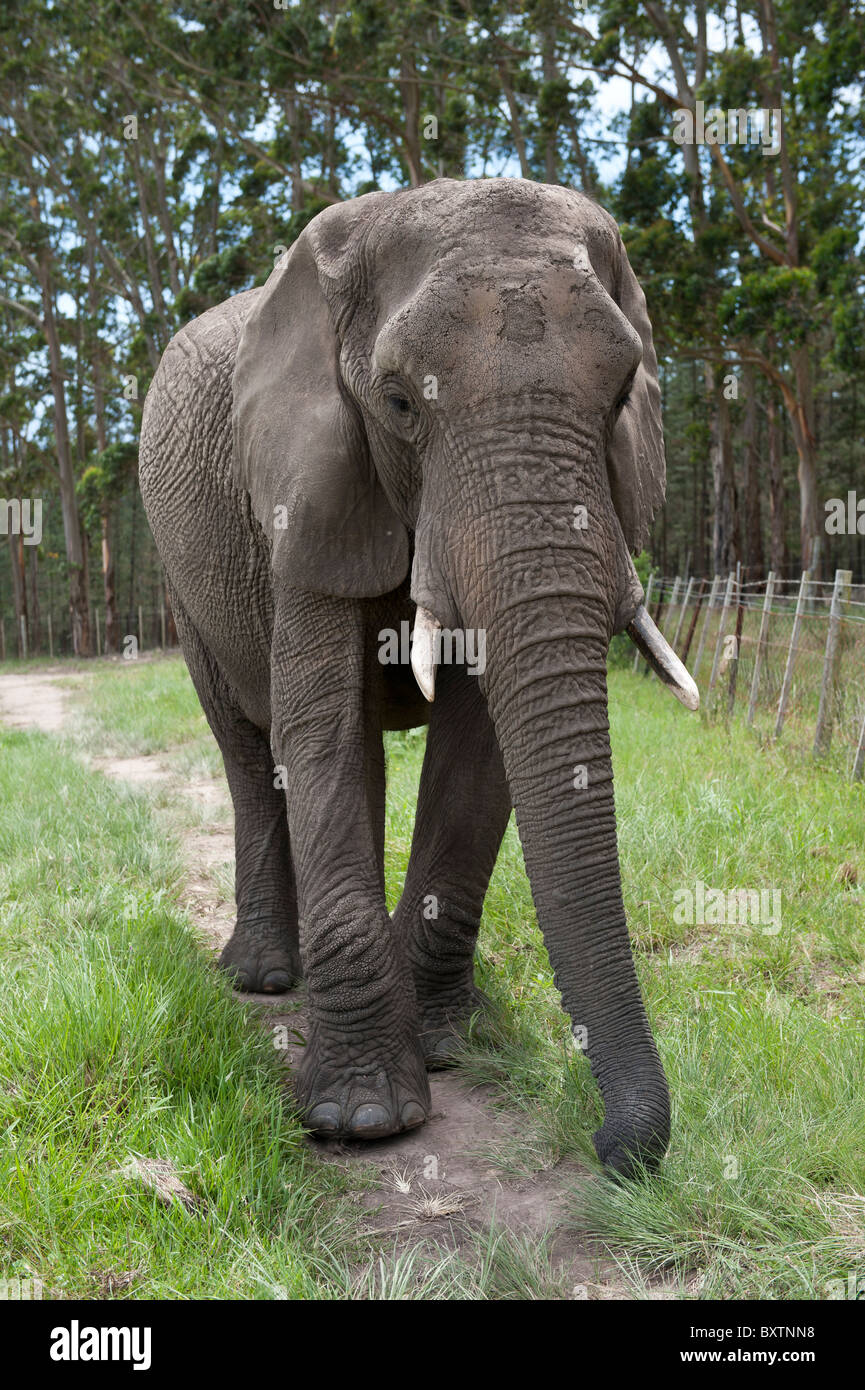 Portrait of a Mature Male African Elephant in Captivity on a Conservation Reserve near Knysna