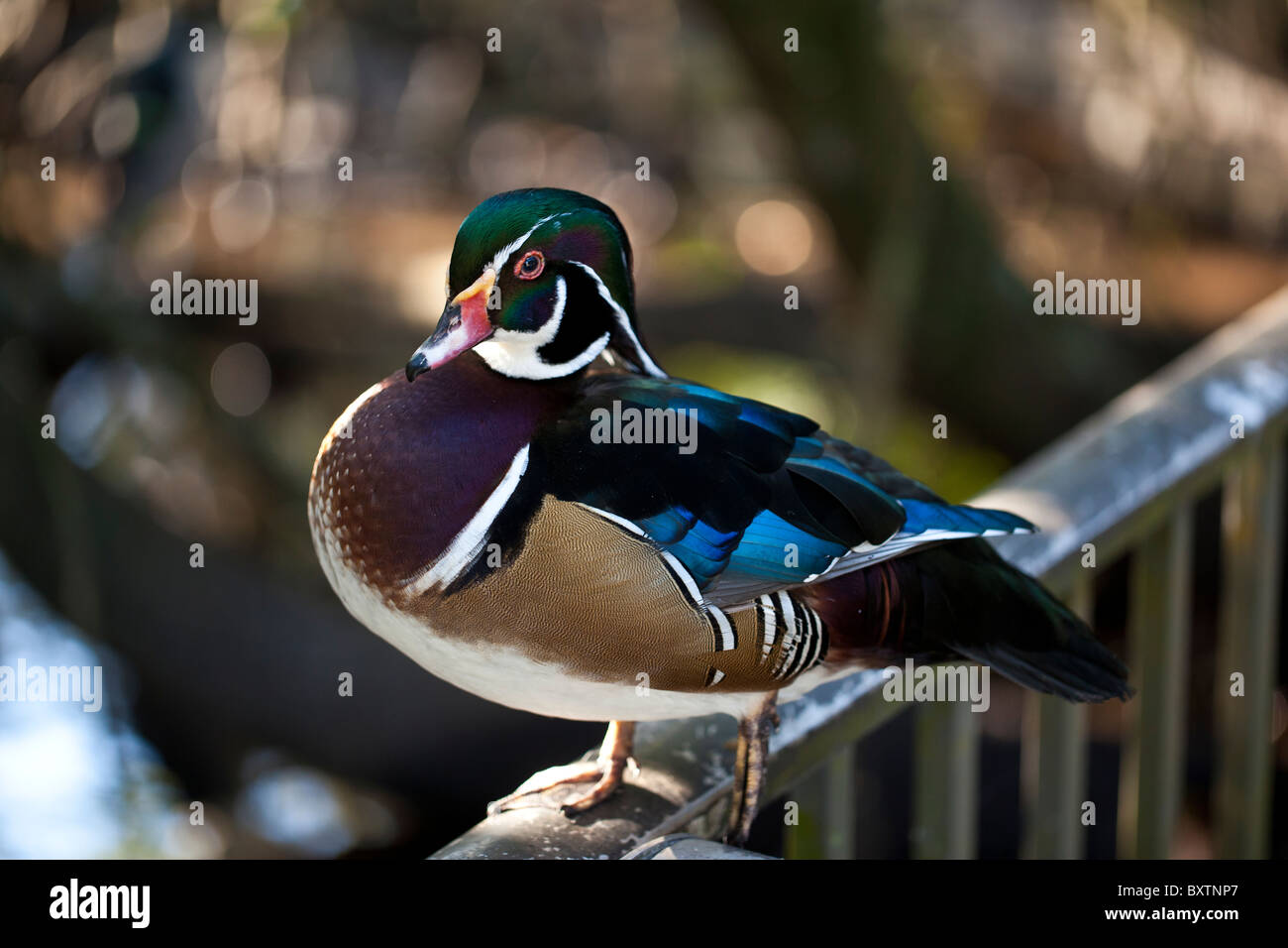 Wood duck (Aix Sponsa) resting on railing in Florida park Stock Photo