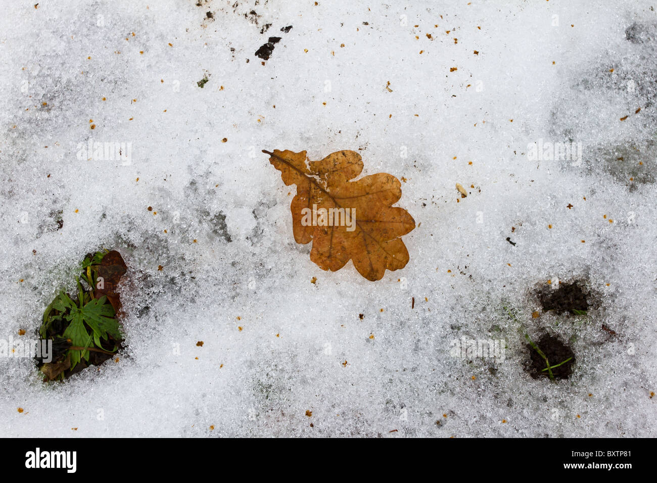 Single rotting leaf on snow and ice covered ground. Stock Photo
