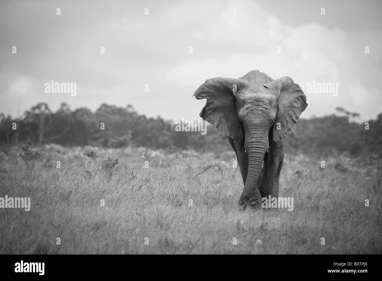 Big five africa Black and White Stock Photos & Images Alamy
