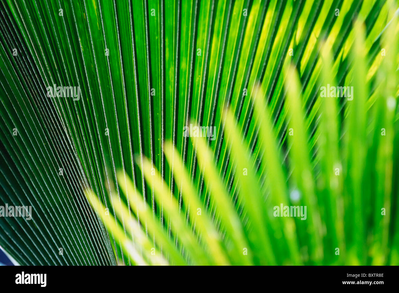 Leaves Of Tropical Plant, Close Up Stock Photo - Alamy