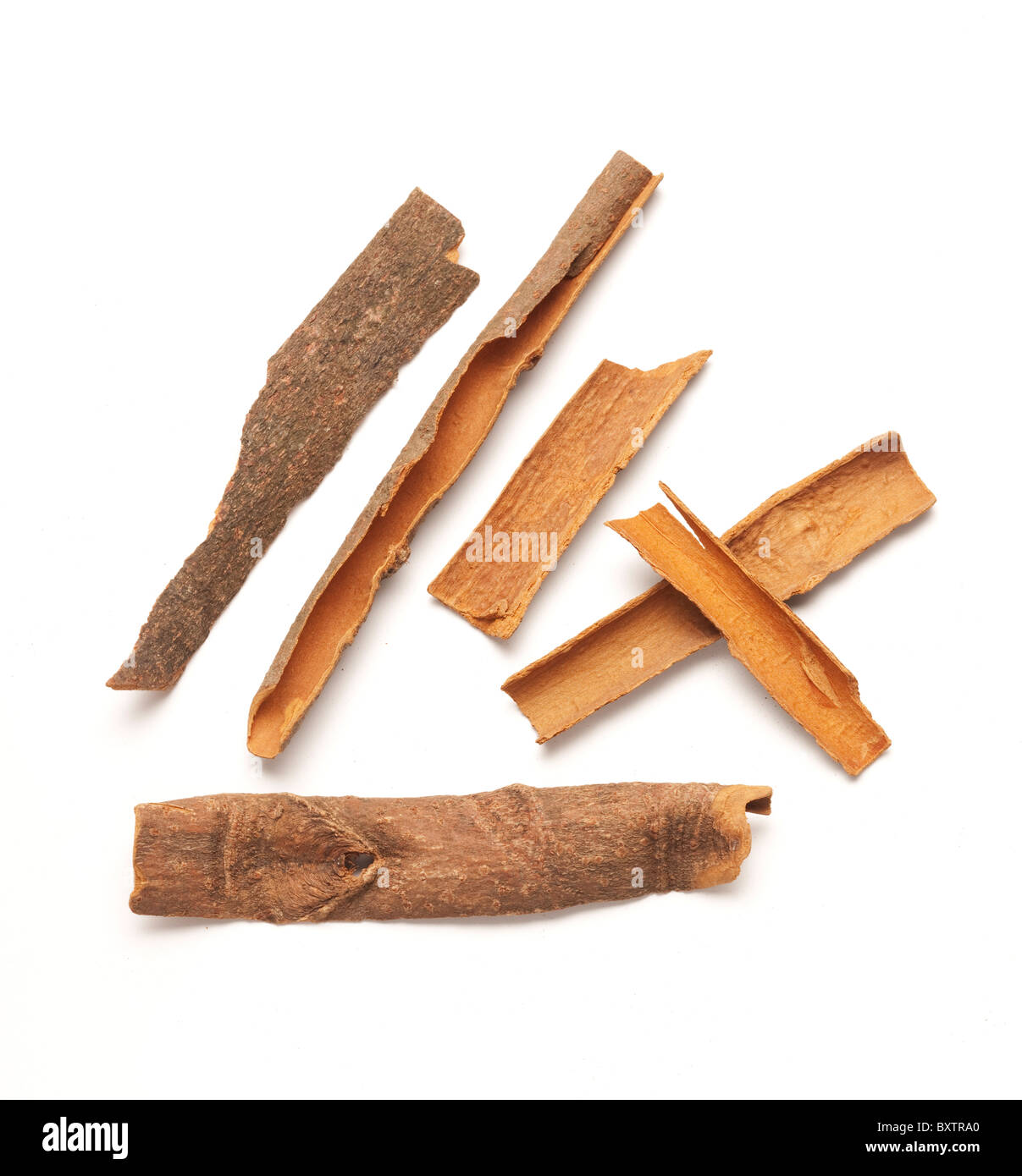 Cinnamon bark, studio shot Stock Photo