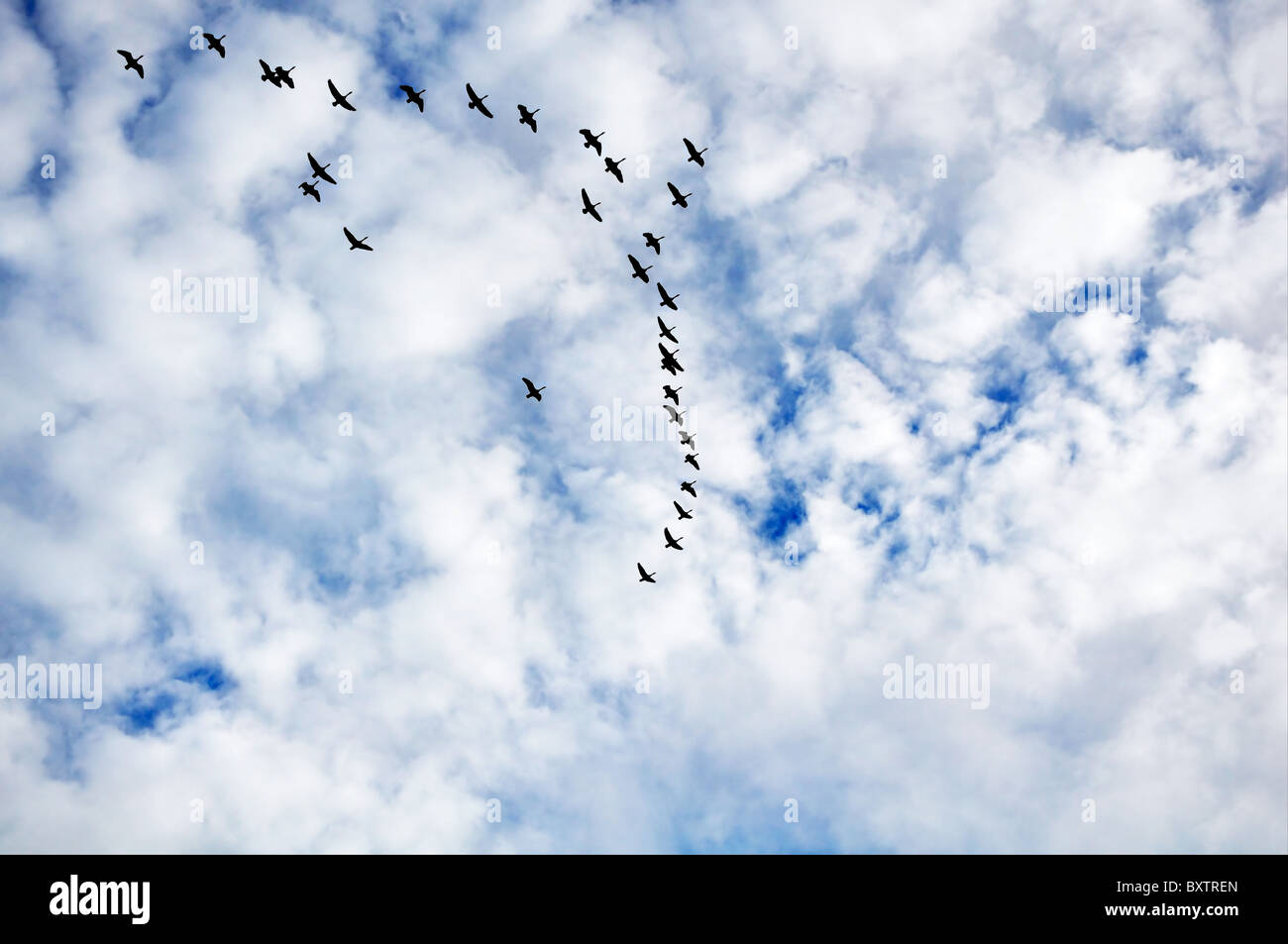 Canadian Geese in flight formation, heading south during migration. Stock Photo