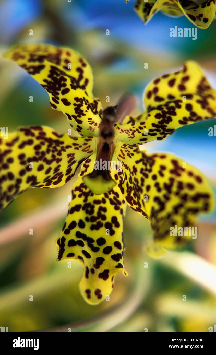 Yellow And Black Spotted Orchid Stock Photo