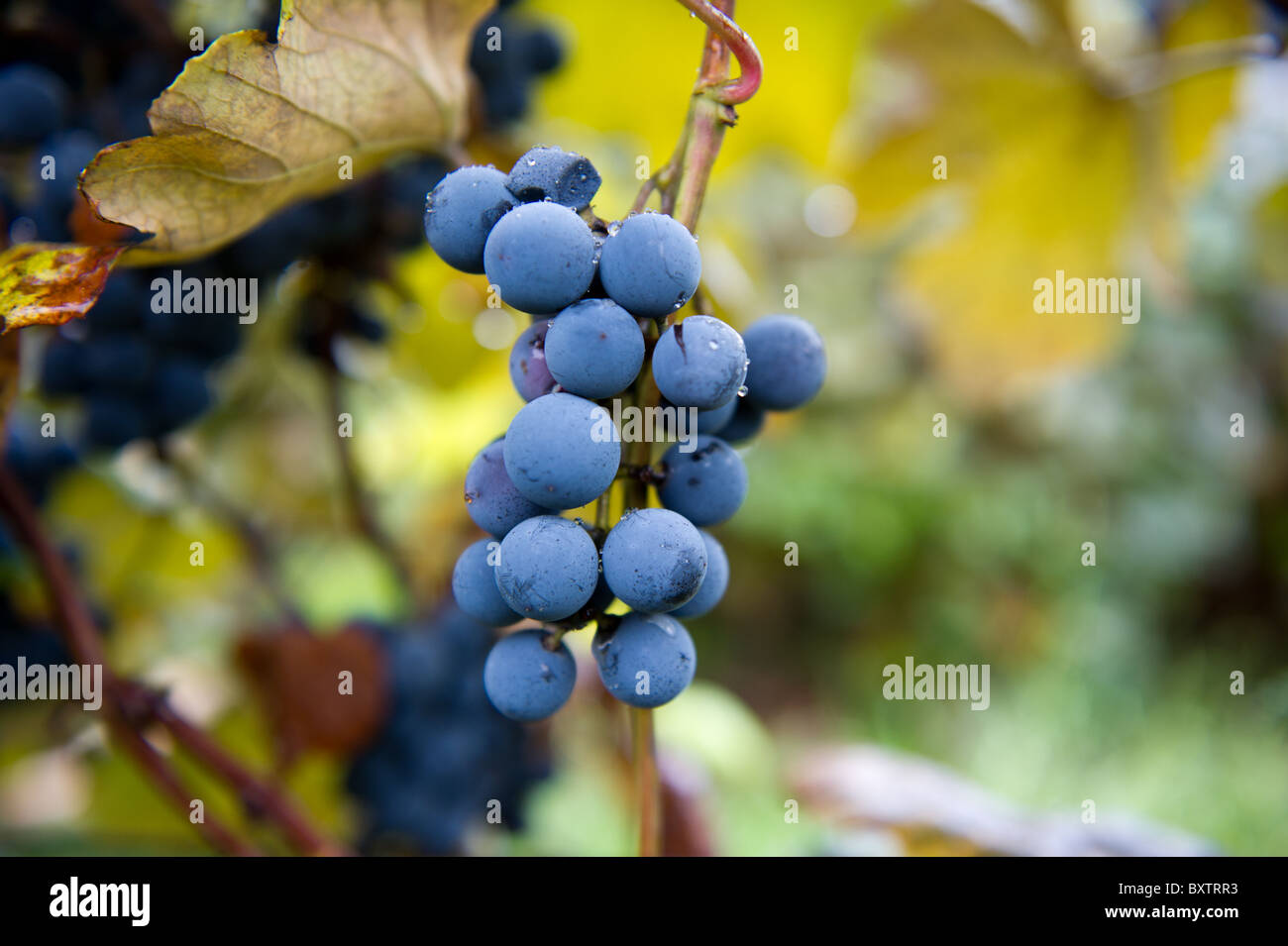 Concord grape plant hires stock photography and images Alamy