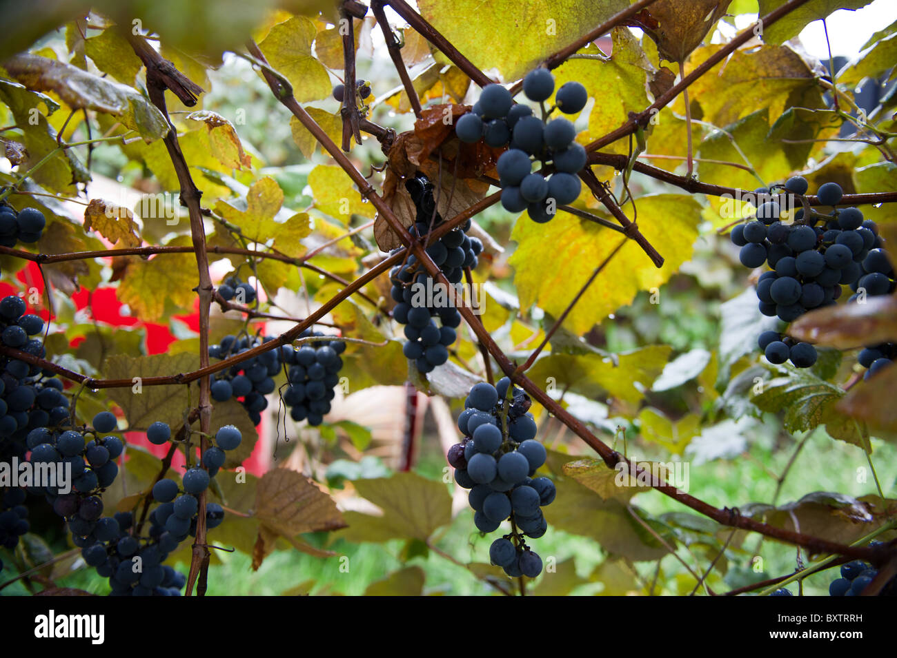 Concord grapes Stock Photo Alamy
